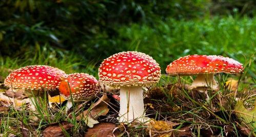 蘑菇视频吃瓜爆料网最新版,揭秘娱乐圈惊天大瓜！  第1张